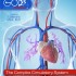 The Complex Circulatory System - Elementary Anatomy