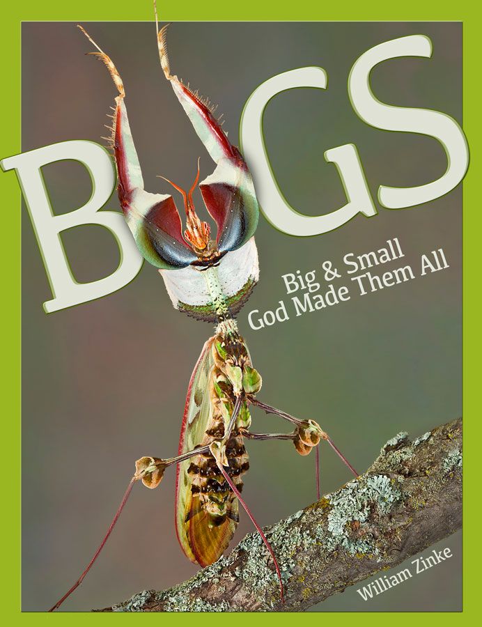 Bugs - Elementary Science Soil, Sea & Sky