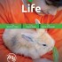 God's Design - Life